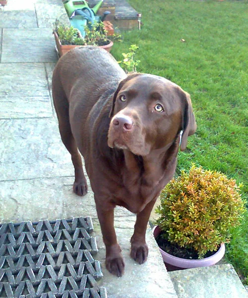 Amber Patient