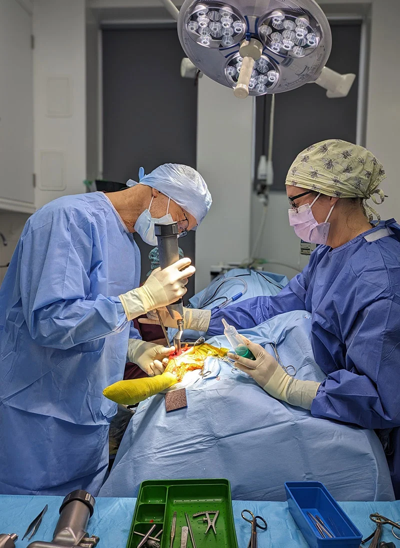 Orthopaedic Surgery at Coast Vets
