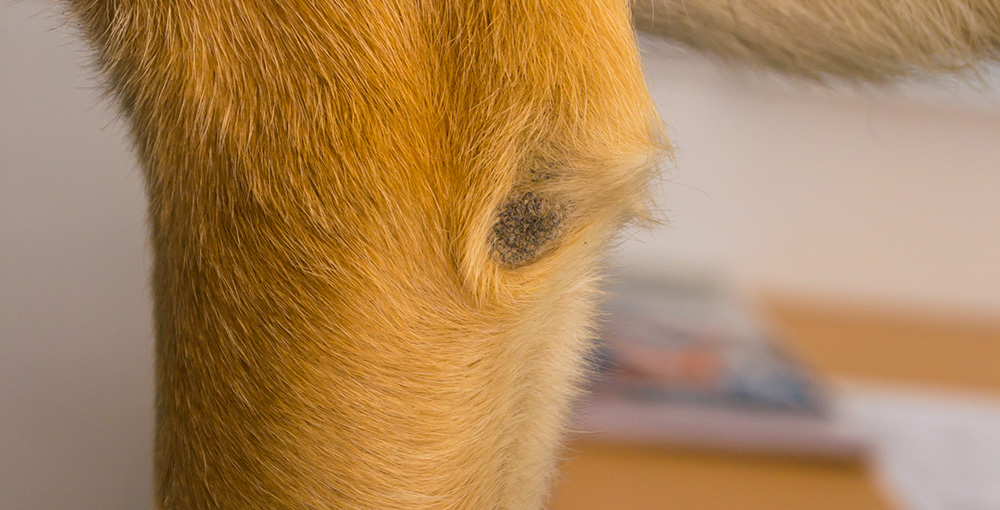 Elbow dysplasia treatment