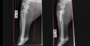 TPLO for Cruciate Ligament Rupture