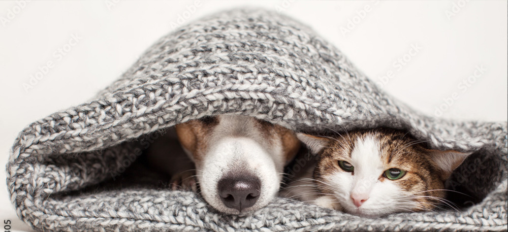 Care of your pet whilst at Coast
