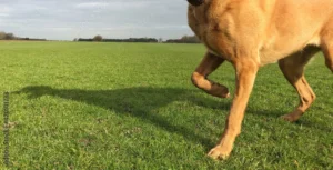 Lameness treatment