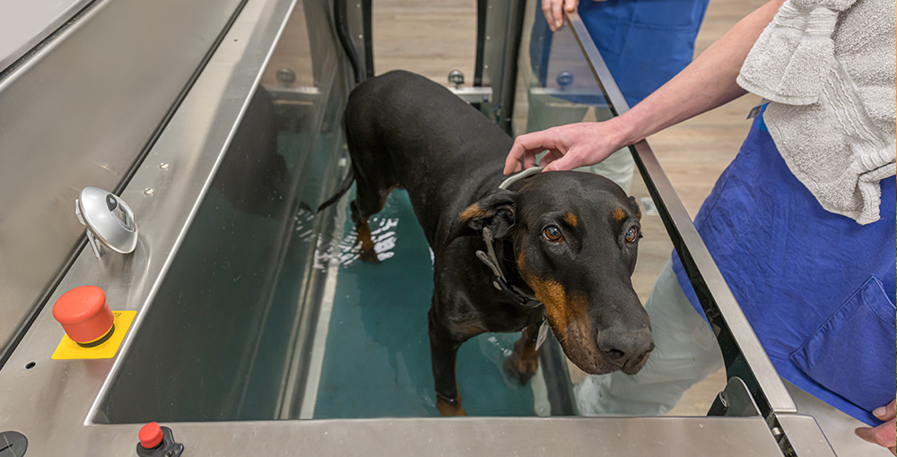 Lameness treatment