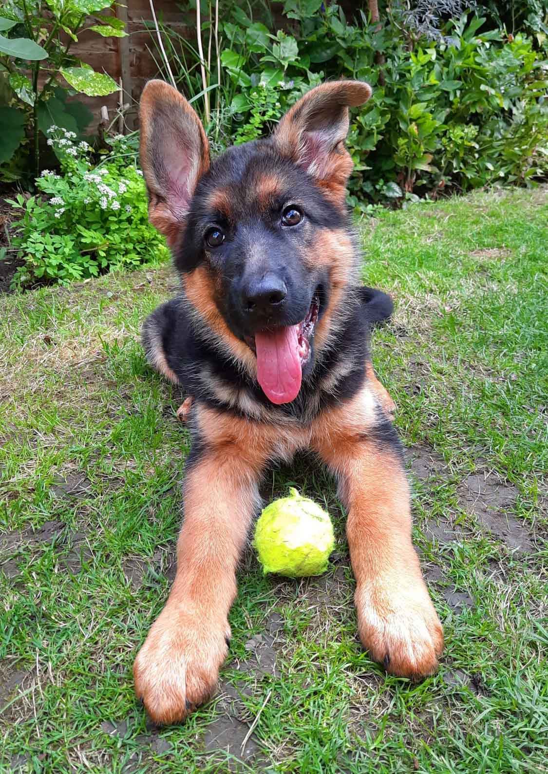 Pet insurance advice