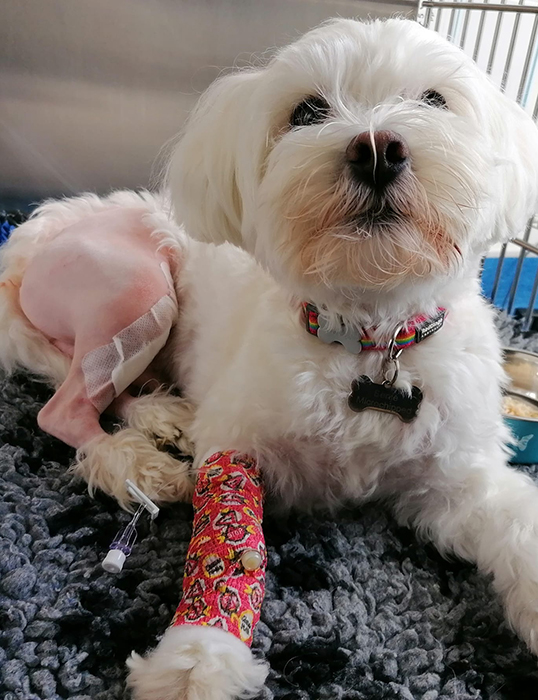 Patellar Luxation treatment