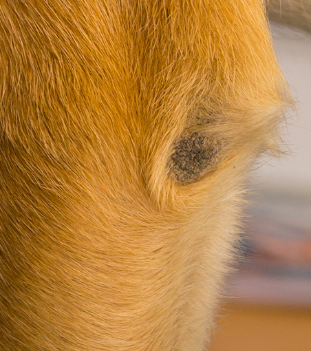 Elbow Dysplasia treatment