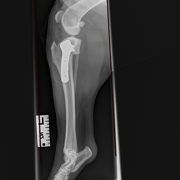 TPLO after