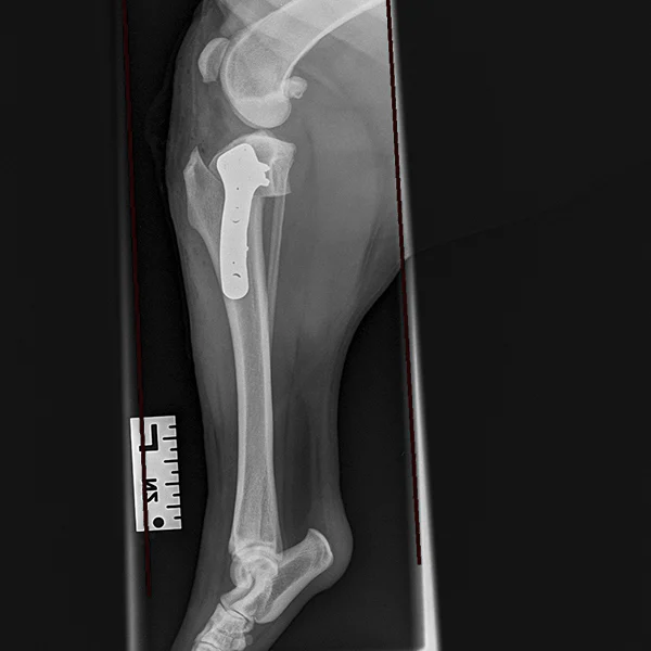 TPLO after