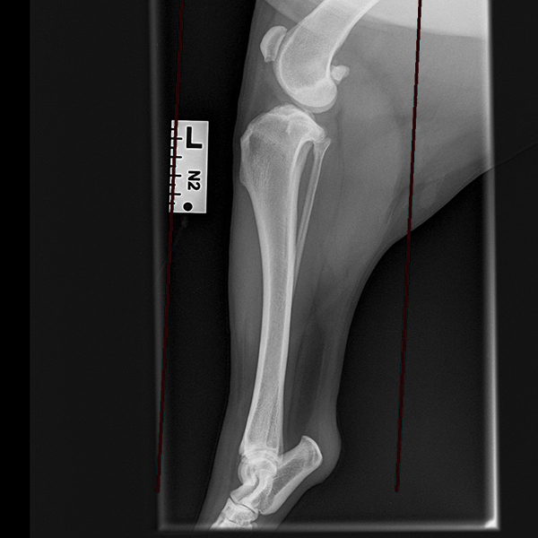 TPLO before