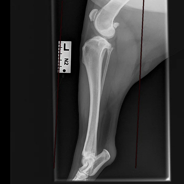 TPLO before