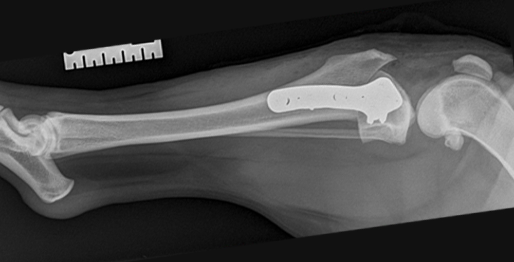 TPLO for Cruciate Ligament Rupture