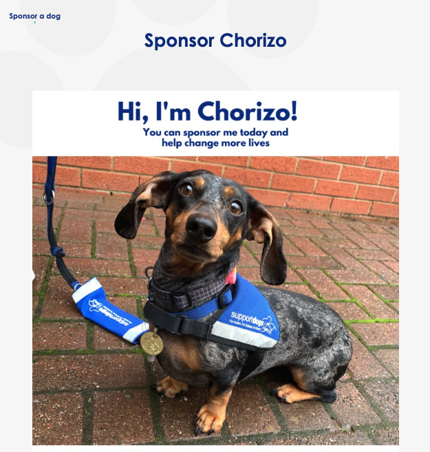 Meet Chorizo the Support Dog